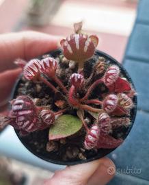 Cephalotus Araflora Giant (Carnivora Australiana)