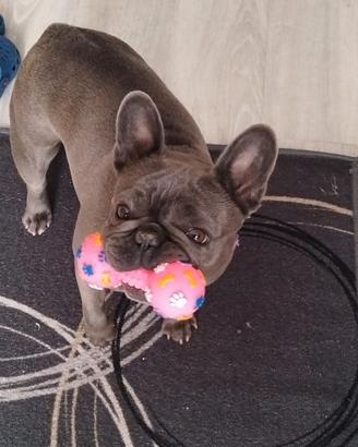 Bulldog francese