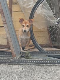 cucciolo