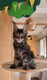 Maschietto di Maine coon pedigree anfi