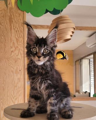 Maschietto di Maine coon pedigree anfi