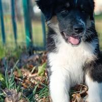 Cucciolo 5 mesi pastore australiano (in addozione)