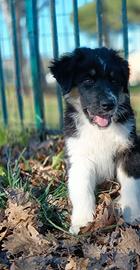 Cucciolo 5 mesi pastore australiano (in addozione)