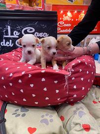 Chihuahua mini toy ultimi due maschi