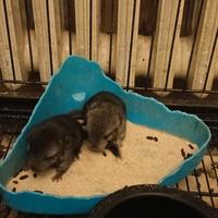 Cuccioli di cincillà