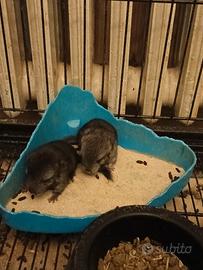 Cuccioli di cincillà