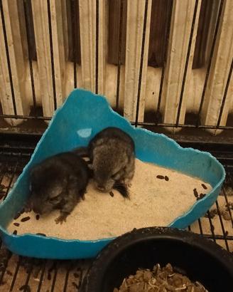 Cuccioli di cincillà