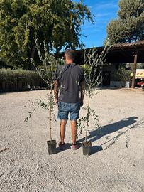 Pianta olivo frantoio 2 anni certificato