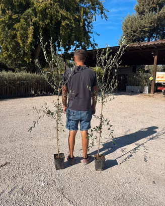 Pianta olivo frantoio 2 anni certificato