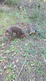 Lagotto