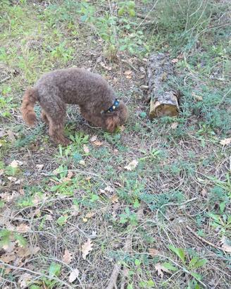 Lagotto