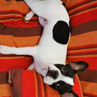 Meravigliosa cagnolina in adozione