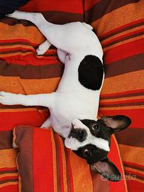 Meravigliosa cagnolina in adozione