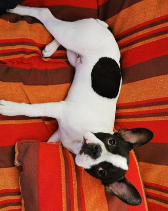 Meravigliosa cagnolina in adozione