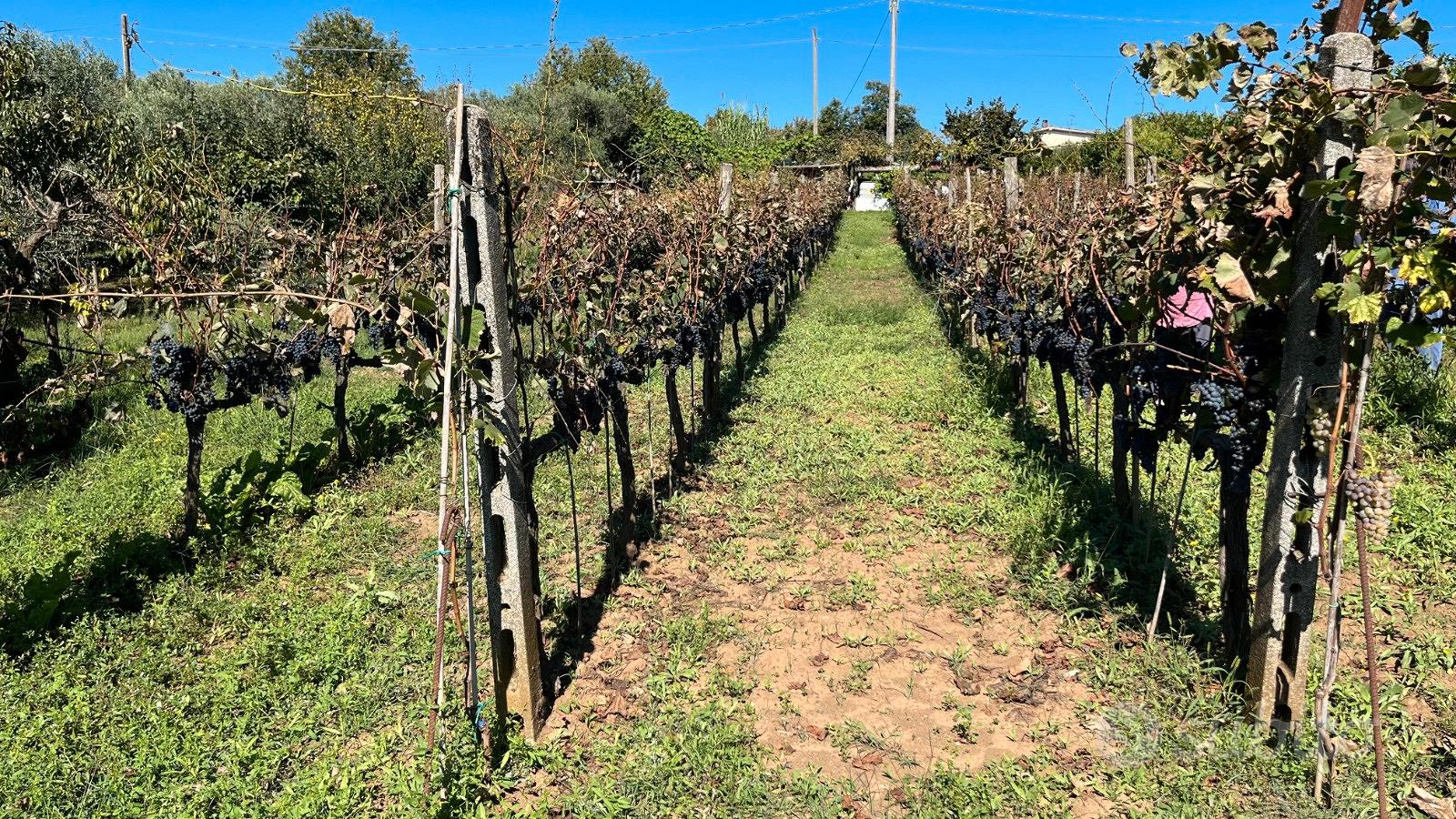 Terreno agricolo - Vista 5
