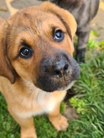 CARRIE, formidabile cucciola di 2 mesi e mezzo