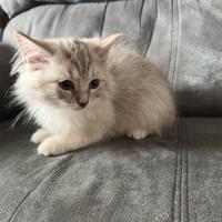 Cucciolo gatto siberiano no allergia