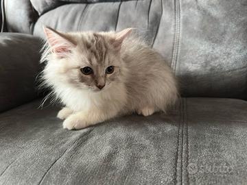 Cucciolo gatto siberiano no allergia