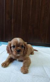 Cuccioli di Cavalier King colore ruby