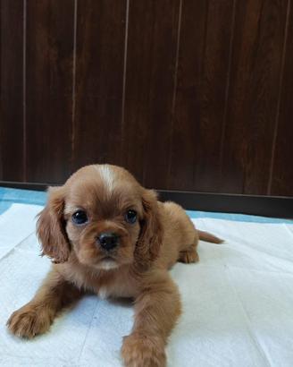 Cuccioli di Cavalier King colore ruby
