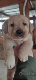 Cuccioli di labrador