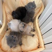 Cuccioli di persiani, varie colorazioni