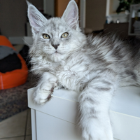 Cuccioli Maine coon
