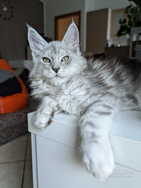 Cuccioli Maine coon