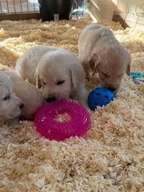 Cuccioli di golden Retriever