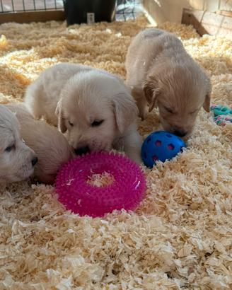 Cuccioli di golden Retriever