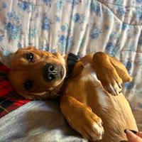 Cucciolo di quasi tre anni taglia medio piccolo