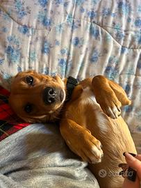 Cucciolo di quasi tre anni taglia medio piccolo