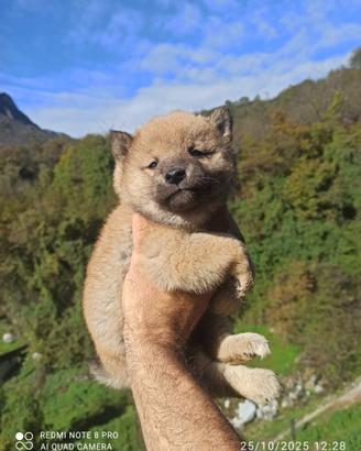 Cuccioli shiba ini