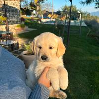 Golden Retriever ultimi cuccioli