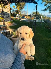 Golden Retriever ultimi cuccioli