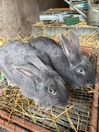 Conigli Blu di Vienna