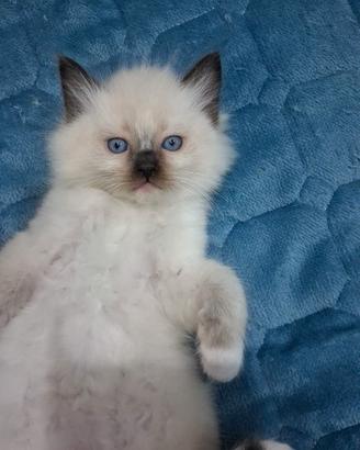 Cuccioli di Ragdoll
