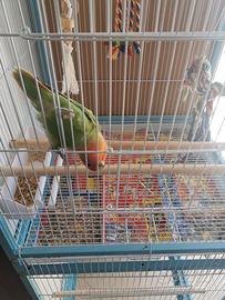 Inseparabili allevati a mano