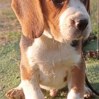 Beagle