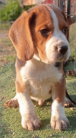 Beagle