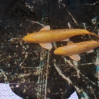 Carpa yamabuki ginrin