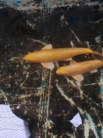 Carpa yamabuki ginrin