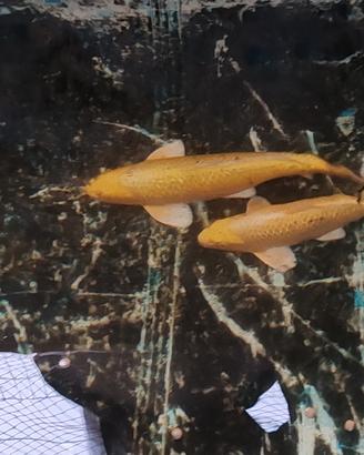 Carpa yamabuki ginrin