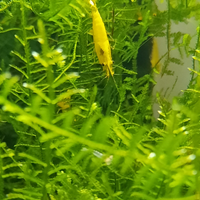 Caridine yellow