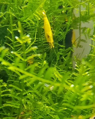 Caridine yellow