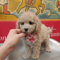 Barboncino Toy Champagne Femminuccia