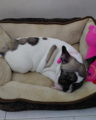 Bulldog