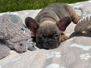 Cuccioli di bulldog francese