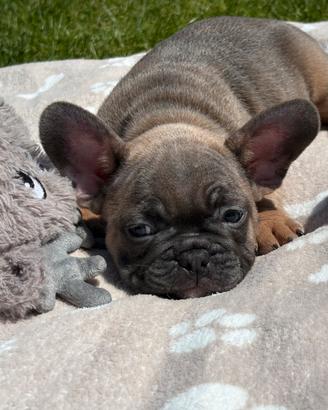 Cuccioli di bulldog francese