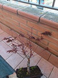 bonsai acero rosso